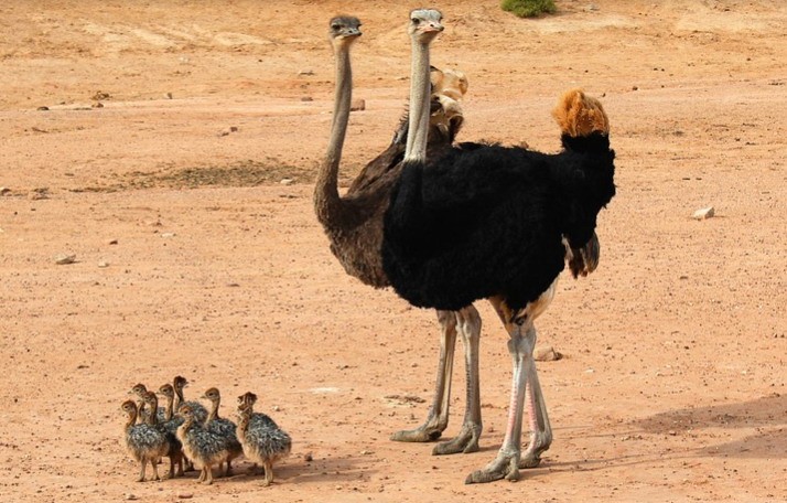 Start Your Own Ostrich Farm in South Africa and Sell Ostrich Eggs