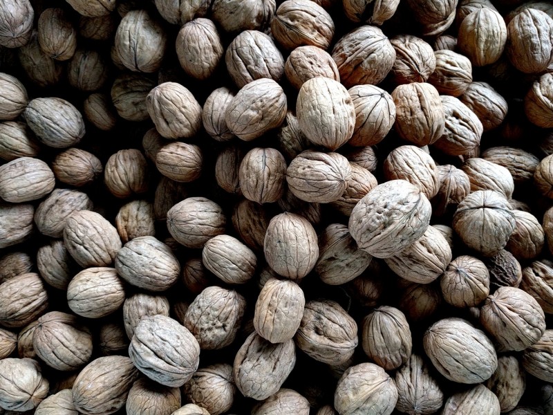 Walnut Cultivation in South Africa: Create a Passive Income Stream