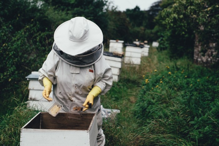 Start a Honey Bee Farming Business in SA