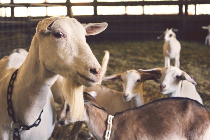 Start Your Own Goat Farming Business in South Africa and Produce Goat's Milk