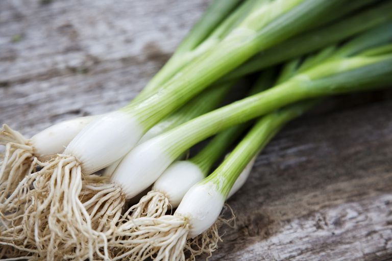 Grow Green Onions and Sell it for a Profit in South Africa