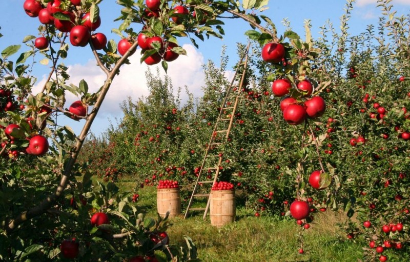 Plant an Apple Orchard and Sell Fresh Apples